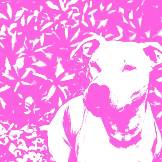 +HIRS+ / Jenna and the Pups