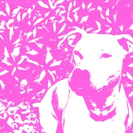 +HIRS+ / Jenna and the Pups von The HIRS Collective – Album Cover