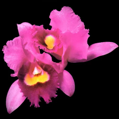Orchid von Opeth – Album Cover