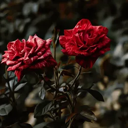 Will the Roses Grow Wild Over Me von Kuchi – Cover