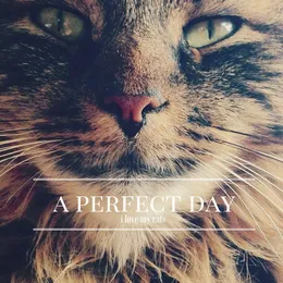 i love my cats von A Perfect Day – Album Cover