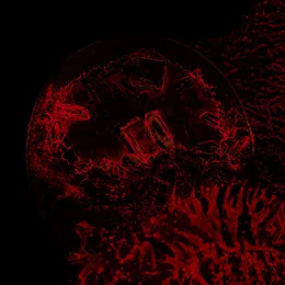 Of Veins, Tendons and Bones von Impure Declaration – Album Cover