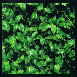 ココロに花を von エレファントカシマシ – Album Cover