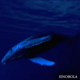 Sinobola von Sinobola – Album Cover