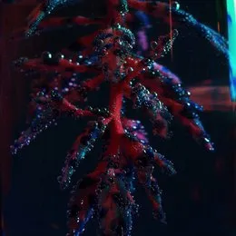 Cocoon Crush von Objekt – Album Cover