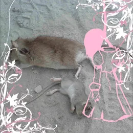 I did it myself, my wrists are also opened von CuntSniffer – Album Cover