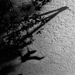 The Blue Notebooks von Max Richter – Album Cover