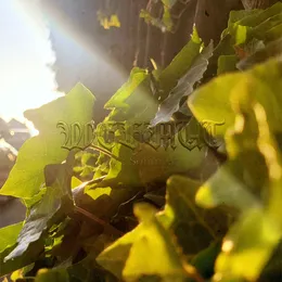 IV: Sommer von Wehmut – Album Cover