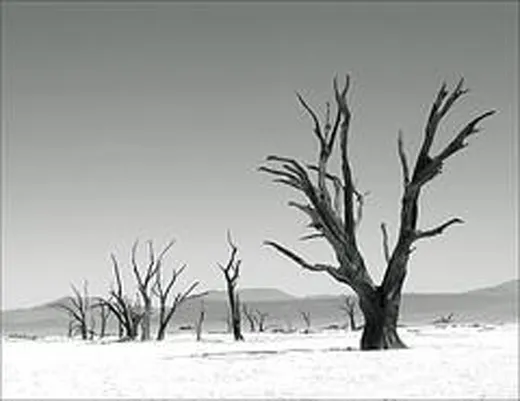 This Forest For Which We Have Killed
