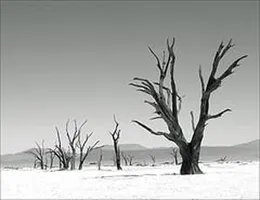 This Forest For Which We Have Killed von Beastlor – Cover