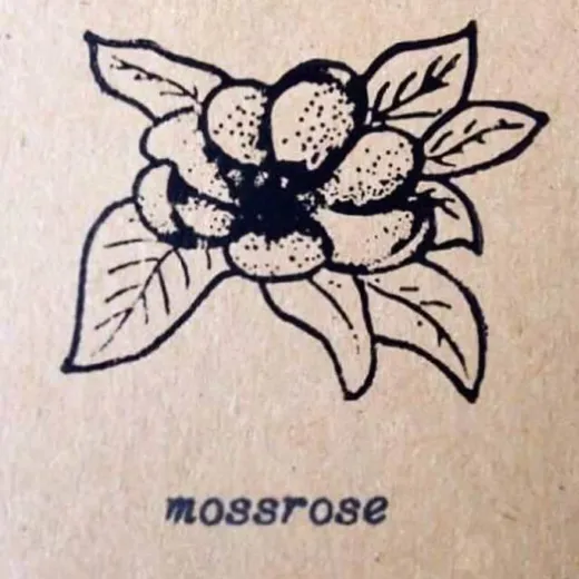 Moss Rose