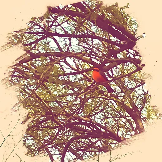 The Vermilion Flycatcher