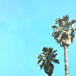 throwing balls in the air to get a baldessari von ACTIVE PRESENCE – Album Cover