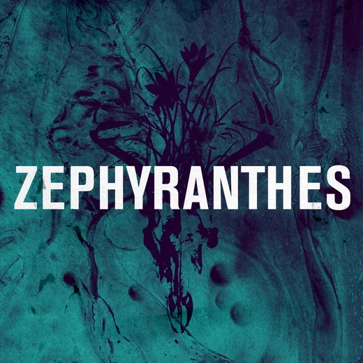Zephyranthes