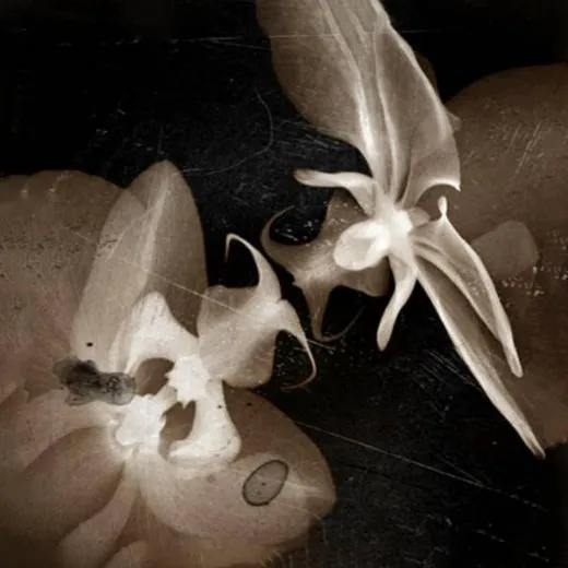Glimpses