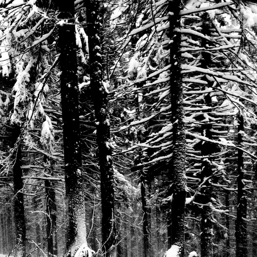 Abstrakter Wald