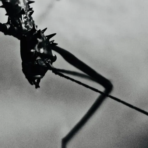 Insect