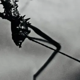 Insect von lacking – Album Cover