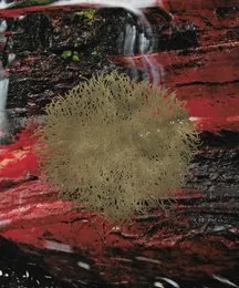 𝔞𝔣𝔱𝔢𝔯 𝔱𝔥𝔢 𝔣𝔞𝔩𝔩 von 𝔪𝔬𝔲𝔫𝔱 – Album Cover