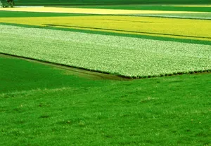 Distant Fields