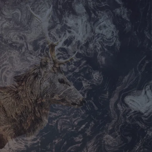 Lost in Taiga