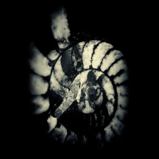Amniotic Fluid