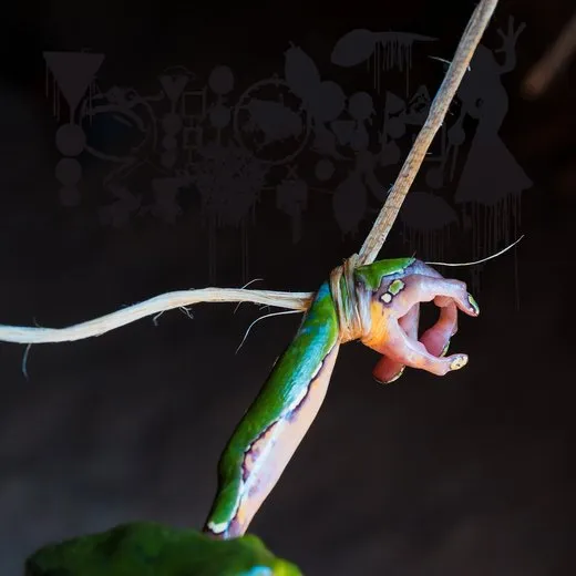 The Dark Side of the Amazon