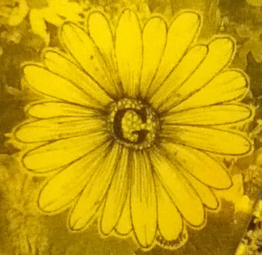 Daisy Pains