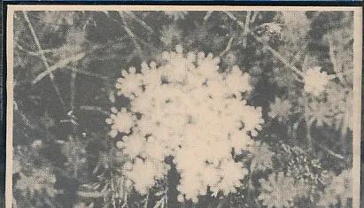 The Music of Her Sleep / Towards the Enfolding Flower