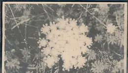 The Music of Her Sleep / Towards the Enfolding Flower von PBK – Album Cover