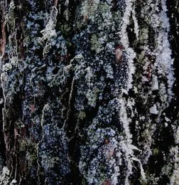 Jää / Jég von Shum – Album Cover