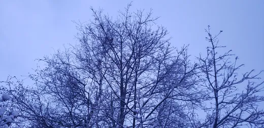 Everpresent