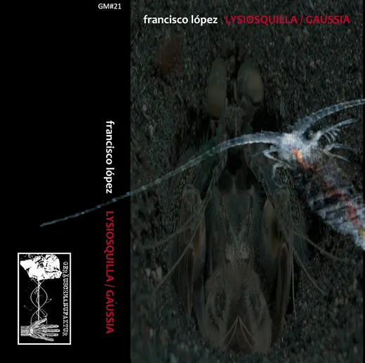 Lysiosquilla Gaussia