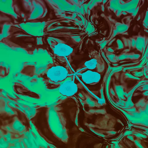 An Ever-Growing Meridional Entertainment Transgression at the Edge of the Multiverse