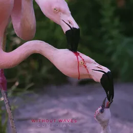 Comedian von Without Waves – Album Cover