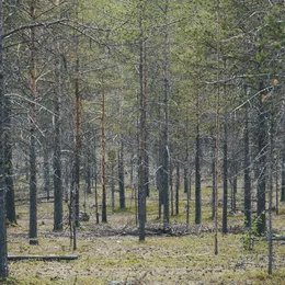 Skov von Midnat – Album Cover
