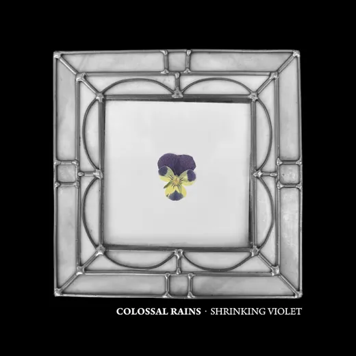 Shrinking Violet